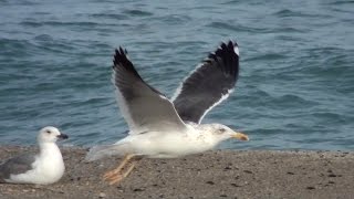 Gaviota sombría Larus fuscus Lesser Blackbacked Gull [upl. by Ikciv]