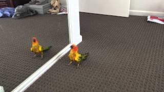 My Sun Conure Dancing with Himself [upl. by Orabla]