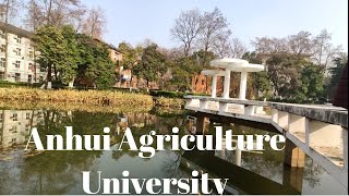 Beautiful China  Anhui Agricultural University  Do Watch and Share [upl. by Eille]