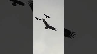 Golden eagle in trouble harassed by a chough and kestrel gang [upl. by Hairacaz697]