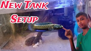 New Channa pulcher tank Setup [upl. by Brina]