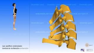 La columna cervical y la movilidad de la region cervical [upl. by Raven14]