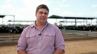 Why Ovens Junction feedlot invested in hay sheds for shade and shelter [upl. by Joaquin874]