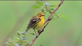 Prairie Warbler singing and nest building in Connecticut [upl. by Suoilenroc]