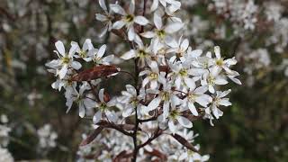 1 minuut natuur krentenboompje  juneberry  lamélanche  KupfelFelsenbirne [upl. by Ytirahs279]