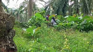 TERLIHAT JELAS BOCIL LAGI ENAKANN BERKEMBANG BIAK [upl. by Celinda]