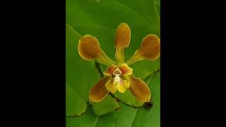 Encyclia diota orchids orquideassilvestres [upl. by Shantha]