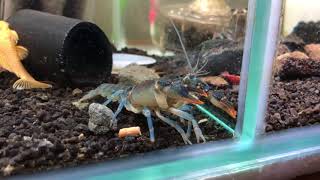 Crayfish Name Cambarus dubius [upl. by Tengdin]