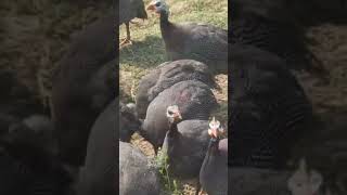 guineafowl guineahen Chinimurgi deshichakor poultryfarming [upl. by Cyprian]