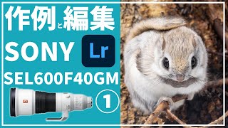 【モモンガ】SONY FE 600mm F4 GM OSS SEL600F40GM【ロクヨン】作例①とLightroomでの初心者向け編集方法 [upl. by Olympia]