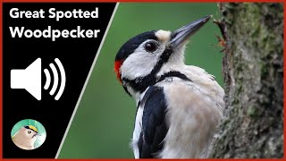 Great Spotted Woodpecker  Sounds [upl. by Elton680]