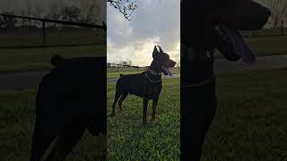 My Buddy and Protector Meet Wukasin Betelges doberman breeder bigdog guarddog europeandoberman [upl. by Nichani]