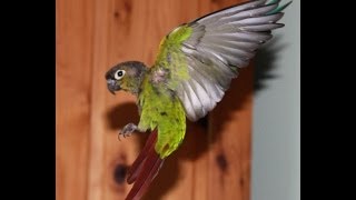 How to set up a cage for a green cheek conure [upl. by Bonneau]