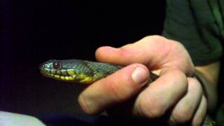 Diamondback Water Snake [upl. by Mirabel]