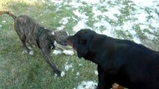 Pit Bull vs Rottweiler [upl. by Newton]