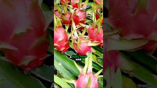 How to Grow Dragon Fruit  creative explained dragonfruit gardening [upl. by Chapman924]