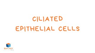 Ciliated Epithelial Cells KS3 Biology  Specialised Cell Adaptations [upl. by Thistle]