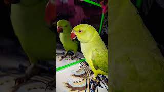 Funny parrot Talking subscribe parrot trending funny parroting birds parrrot shortvideo [upl. by Imuy]