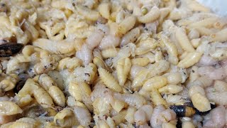 Nutritious Bee Larvae with Fermemted Bamboo Shoots  Homecooked Moms Recipe Naga kitchen [upl. by Macleod858]