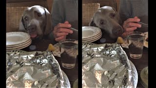 The LICKING Weimaraner  how he tricks his dog master  really funny [upl. by Kosel]