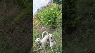 Graden Dog gardinng perpose Tranding the dogs  🐕 🐾 share this video [upl. by Oregolac]