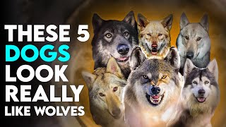 These 5 Dogs Look Really Like Wolves [upl. by Putnem]