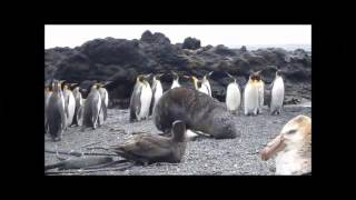 Focas estão estuprando pinguins [upl. by Ainival]