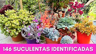 146 SUCULENTAS IDENTIFICADAS  Nombres Cientificos [upl. by Teillo49]