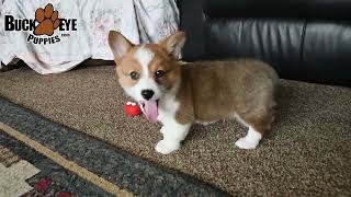 Darling Welsh Corgi Puppy [upl. by Ahtanoj]