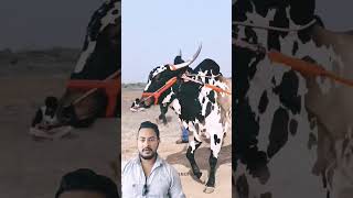 Danger bull cow bull shorts viral animals cowvideos cattle [upl. by Cirek223]