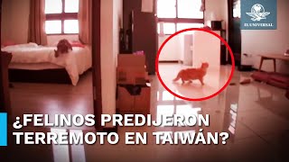 Así predijeron gatos el temblor de 74 que sacudió Taiwán [upl. by Aiykan201]