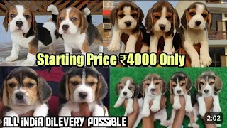 Cheapest Price Beagle Puppies Available For Sale  Home Delivery Available  Beagle Dogs For Sale [upl. by Hannahc]