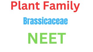 Plant family Brassicaceae musturd Neet medical aiims [upl. by Woods]