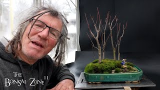 Pruning My Red Maple Penjing Firethorn and Korean Maple The Bonsai Zone Dec 2024 [upl. by Forcier104]