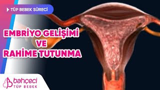 Embriyo Gelişimi ve Rahime Tutunma [upl. by Eilahtan]