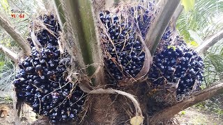 Palm Oil Seeds Cutting Process  Palm Oil Farming  Village Vlogs [upl. by Jilli]