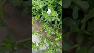 Benefits of brahmi and how to grow brahmi plant 💚 [upl. by Farrah423]