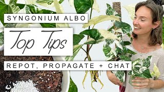 Syngonium Albo 101 EVERYTHING You Need To Know Growth Tips Propagation  Full Care Guide 🌱 [upl. by Atikahs]