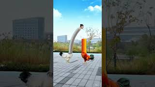 Internet celebrity rooster Rooster and hen who is better original video chicken you are so b [upl. by Ytiak]