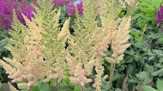 Astilbe Visions series  5 GORGEOUS🌟 Selections Feathery Plumes of Summer Perennial Color [upl. by Eniloj]