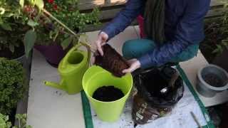 Comment planter une clématite en pot [upl. by Atires]