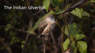 Indian silverbill [upl. by Pompea]