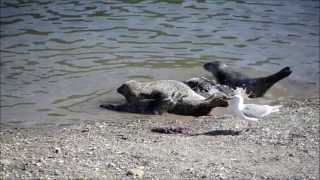 A harbor seal Phoca vitulina mother protecting her newborn pup from Bald Eagles [upl. by Tenn]