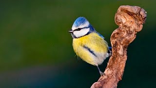 ✅ Como hacer un COMEDERO para PÁJAROS 📷 Curso fotografía de aves 610 [upl. by Goodkin]