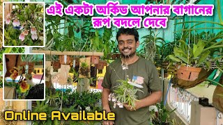 এই একটা অর্কিড আপনার বাগানকে করে তুলবে হাজার গুন সুন্দর লিখে দিচ্ছি  Tolumnia Orchid total care [upl. by Loveridge]