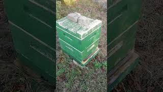 Kontrollgang Bienengarten Nummer 2 am 251124 bienen imkern bienenflug springonshorts bee [upl. by Imailiv]