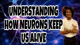 WHAT ARE NEURONS and WHAT KEEPS US ALIVE  Understanding Neurotransmission [upl. by Pelmas]