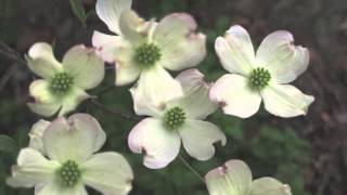 Cherokee Princess Dogwood [upl. by Kall659]