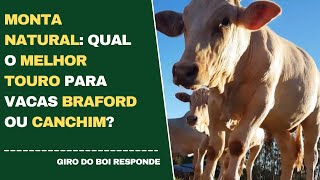 MONTA NATURAL QUAL O MELHOR TOURO PARA VACAS BRAFORD OU CANCHIM [upl. by Jo-Ann]