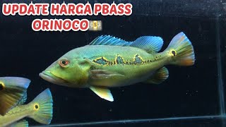 UPDATE HARGA PBASS ORINOCO [upl. by Hugon]